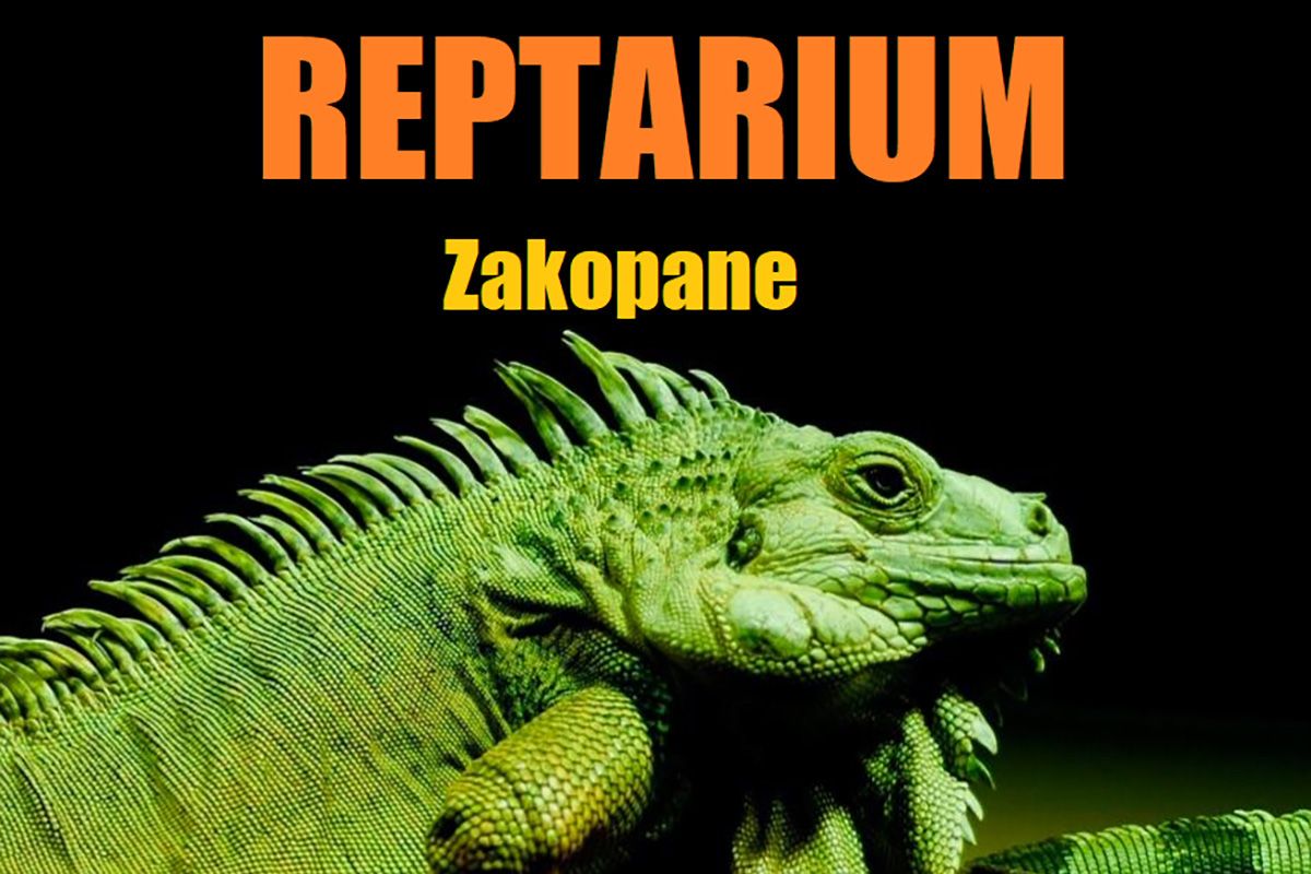 Zwierzęta Egzotyczne Gady Reptarium Zakopane