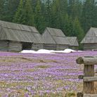 Dolina Chochołowska - doliny - dolina - Tatry