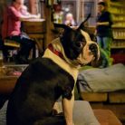 Cafe Piano Zakopane - życie nocne - pub | drink-bar - Zakopane