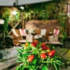 Cafe Piano Zakopane - życie nocne - pub | drink-bar - Zakopane