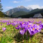 Dolina Chochołowska - doliny - dolina - Tatry