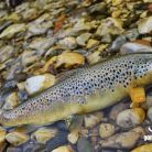 Nauka wędkarstwa muchowego dla dzieci - dla dzieci - rozrywka i zabawa - Zakopane