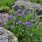 Dolina Gąsienicowa / Hala Gąsienicowa - doliny - dolina - Tatry
