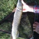 Staw komercyjny Krauszów - dla aktywnych - wędkarstwo - Krauszów