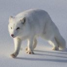 Lis polarny - Stacja Narciarska Hajduk Murzasichle