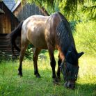 Muzeum wsi Orawskiej - zabytki i zwiedzanie - muzeum - Zuberec