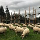 Park Linowy na Siwej Polanie - dla aktywnych - park linowy - Witów