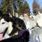 Śnieżne psy  - dla aktywnych - psie zaprzęgi - Białka Tatrzańska