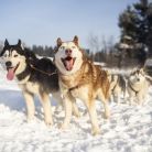 Śnieżne psy  - dla aktywnych - psie zaprzęgi - Białka Tatrzańska