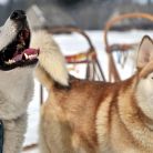 Śnieżne psy  - dla aktywnych - psie zaprzęgi - Białka Tatrzańska