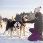 Śnieżne psy  - dla aktywnych - psie zaprzęgi - Białka Tatrzańska