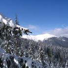 Trasa skitourowa z Dol. Chochołowskiej na Jarząbczy Wierch - skitury - skitourowe zakopane - Witów