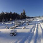 Trasa skitourowa z Witowa na Magurę Witowską - skitury - skitourowe zakopane - Witów