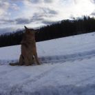 Skitourowe Zakopane. Trasa  z Witowa na Magurę Witowską