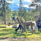 Tatrzańskie ZOO - dla dzieci - atrakcja dla dzieci - Zakopane