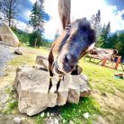 Tatrzańskie ZOO - dla dzieci - atrakcja dla dzieci - Zakopane