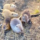 Tatrzańskie ZOO - dla dzieci - atrakcja dla dzieci - Zakopane