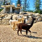 Tatrzańskie ZOO - dla dzieci - atrakcja dla dzieci - Zakopane