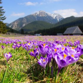 Dolina Chochołowska