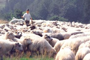 Bacówka Łapsze Niżne-Nowiny -  -  - Łapsze Niżne