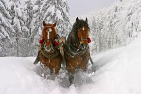 Snow Dream - kuligi -  -  - Bukowina Tatrzańska