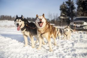 Śnieżne psy  - dla aktywnych - psie zaprzęgi - Białka Tatrzańska