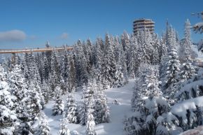 Spacer w koronach drzew z biurem Trio Travel - góry - góry - Zakopane