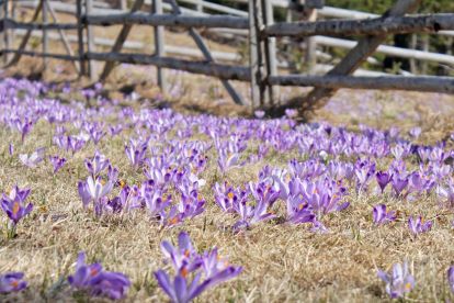 Krokusy przed wejściem do Doliny Lejowej